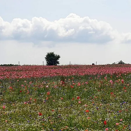 5 Person In Hejls-by Traum